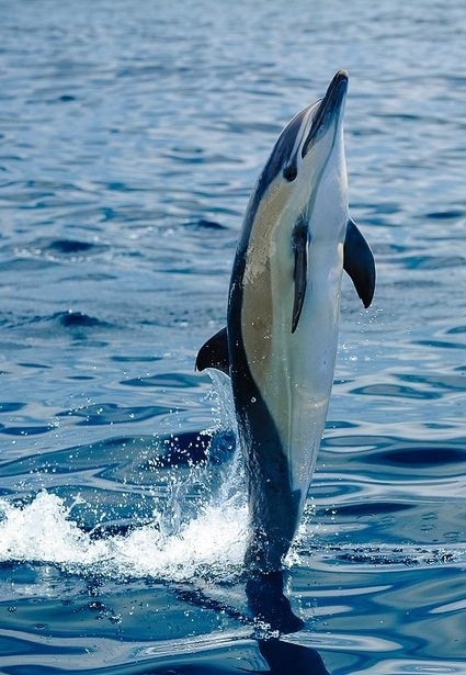 Dolphin