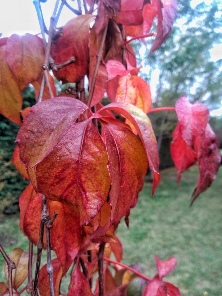 Red day