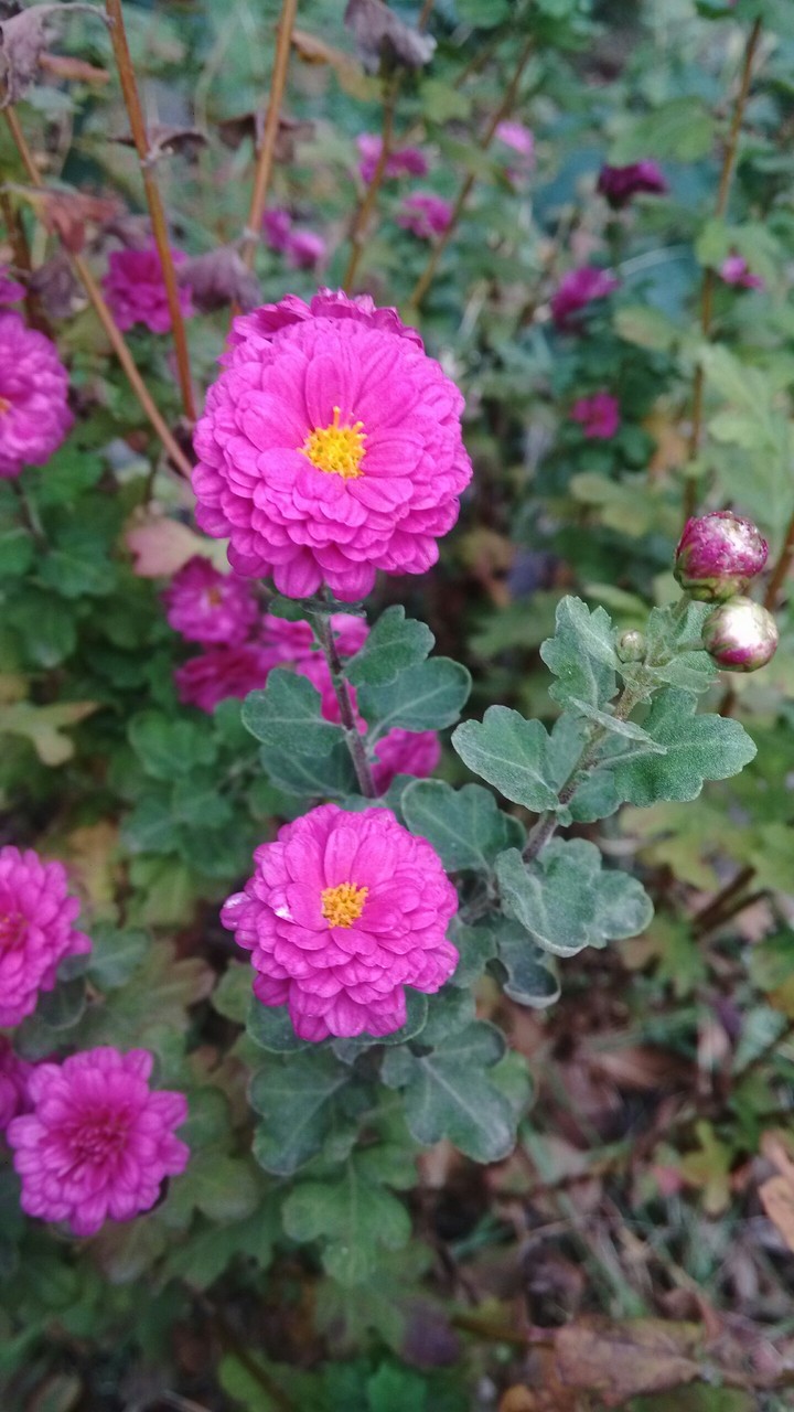 flowers