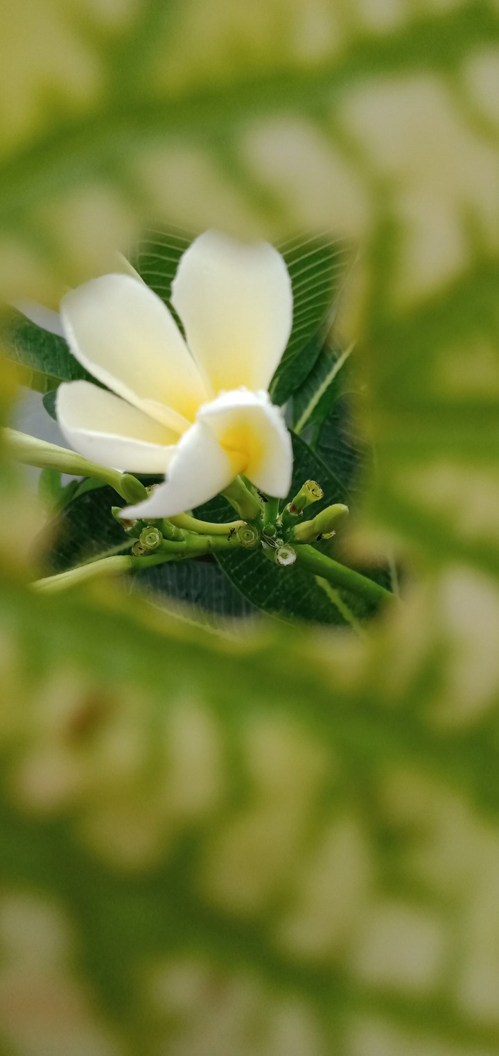 B white