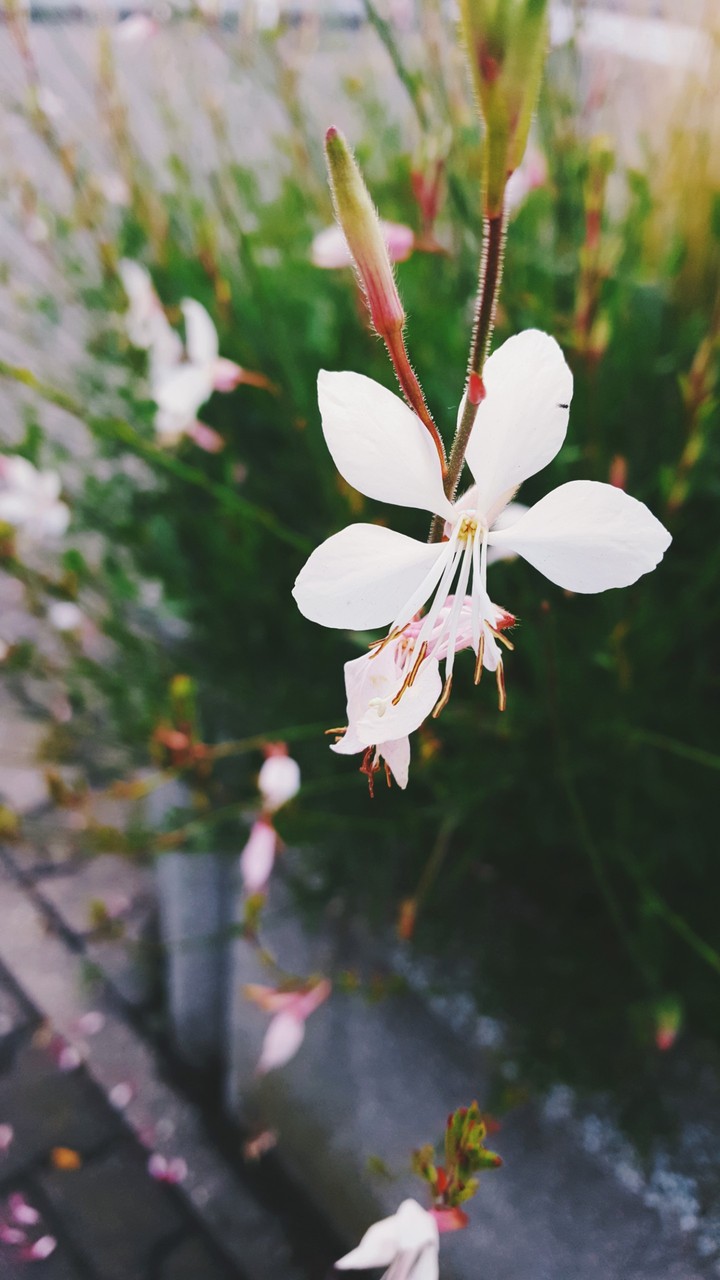 flower