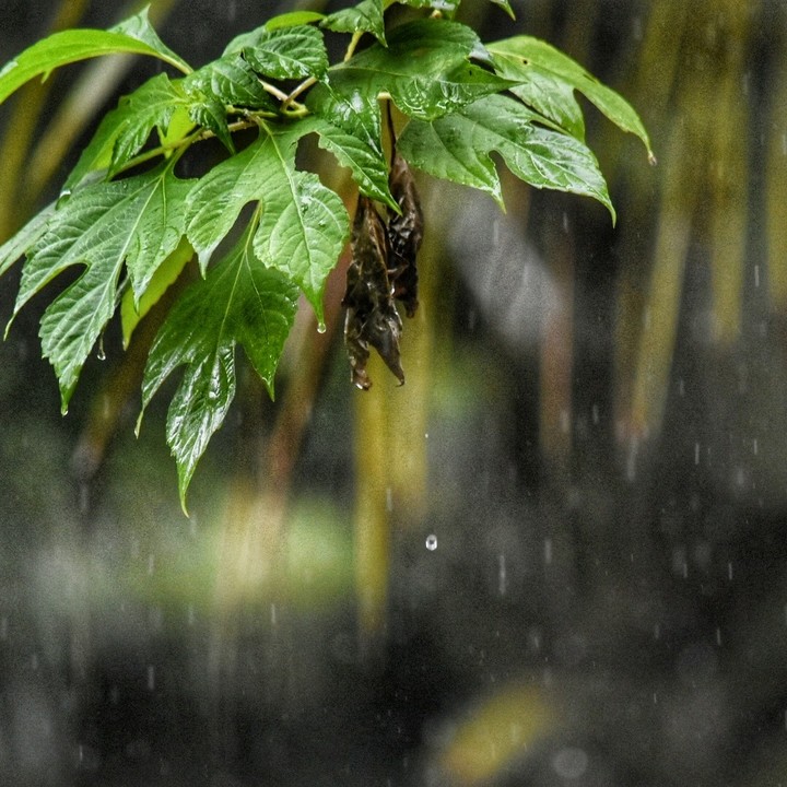 monsoon