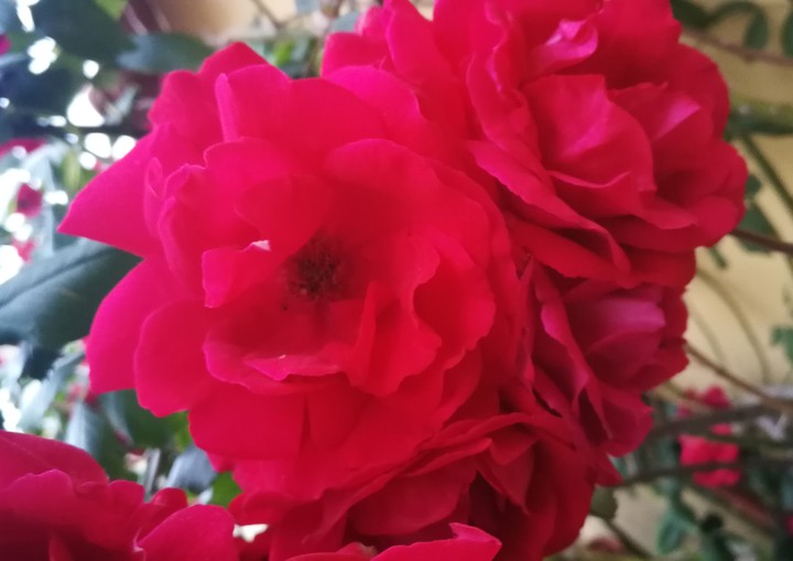 fiori