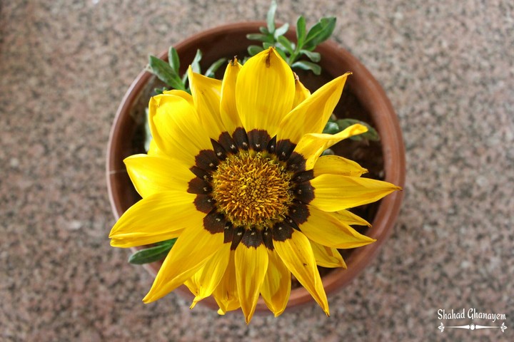 flower