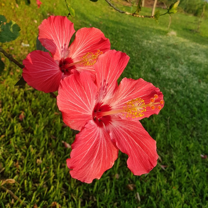 Flores