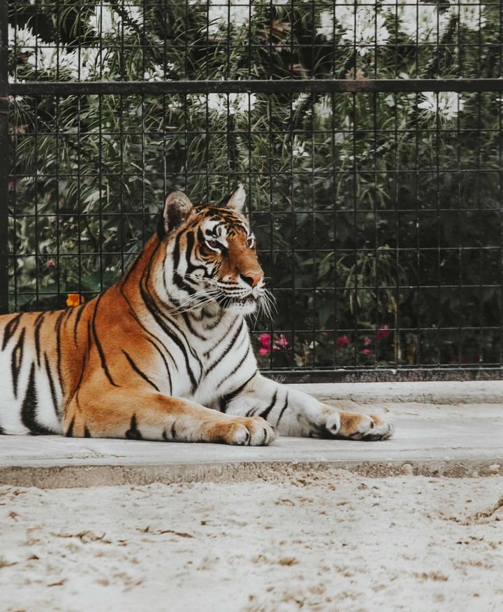 tiger