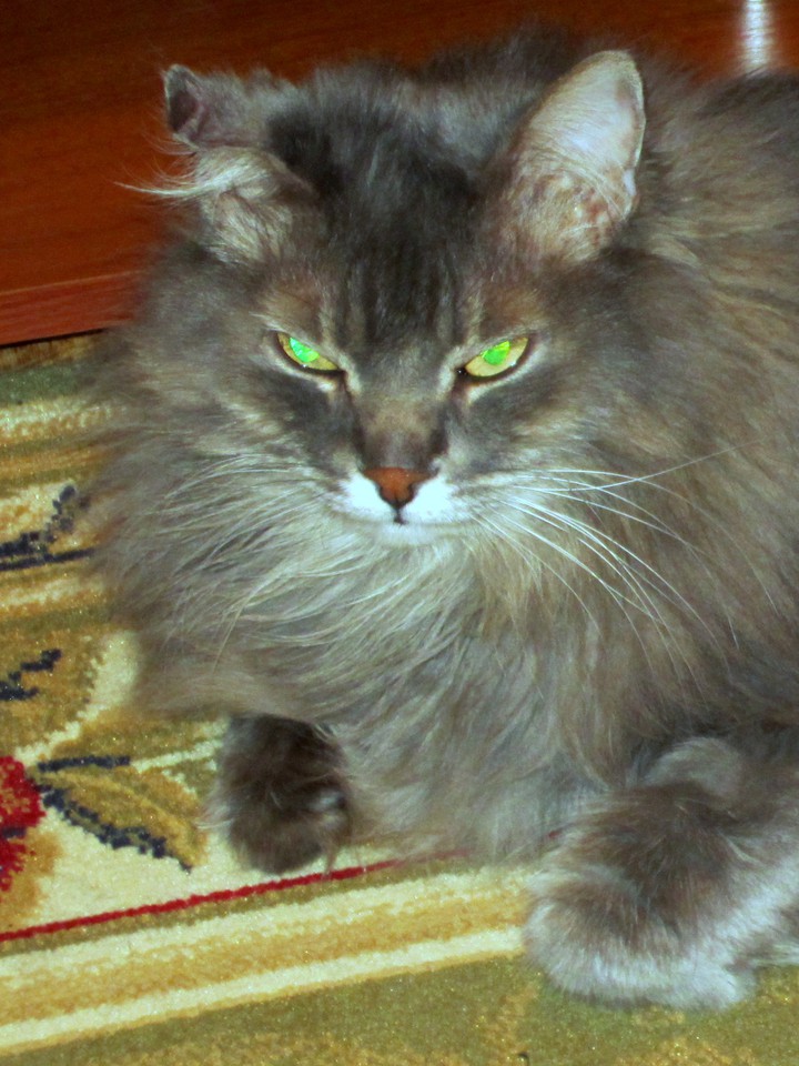 Cat Macsim