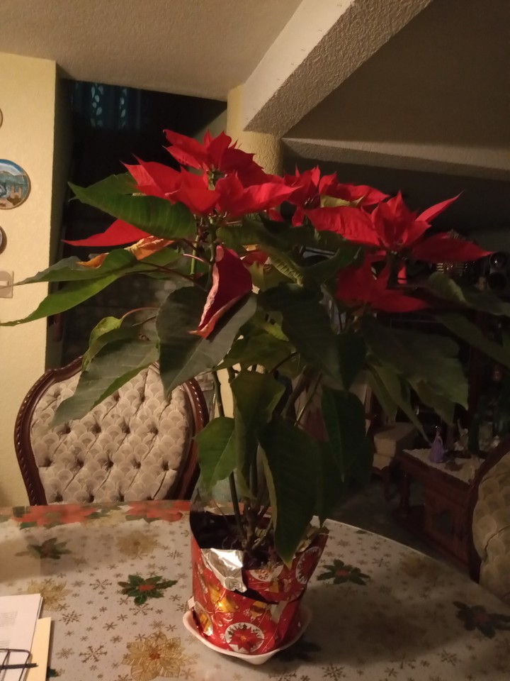 Mi nochebuena a la fecha está ????, saludos