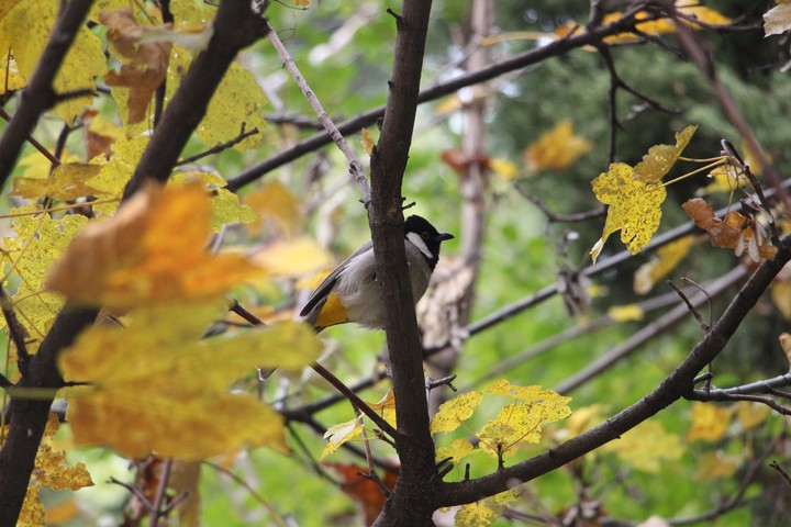 bird