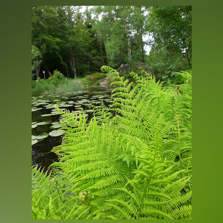 nature