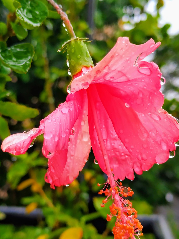 Drenched beauty