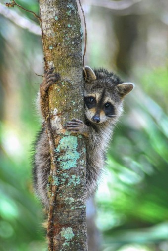 Cute raccoon