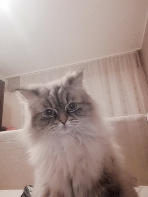:) my cat