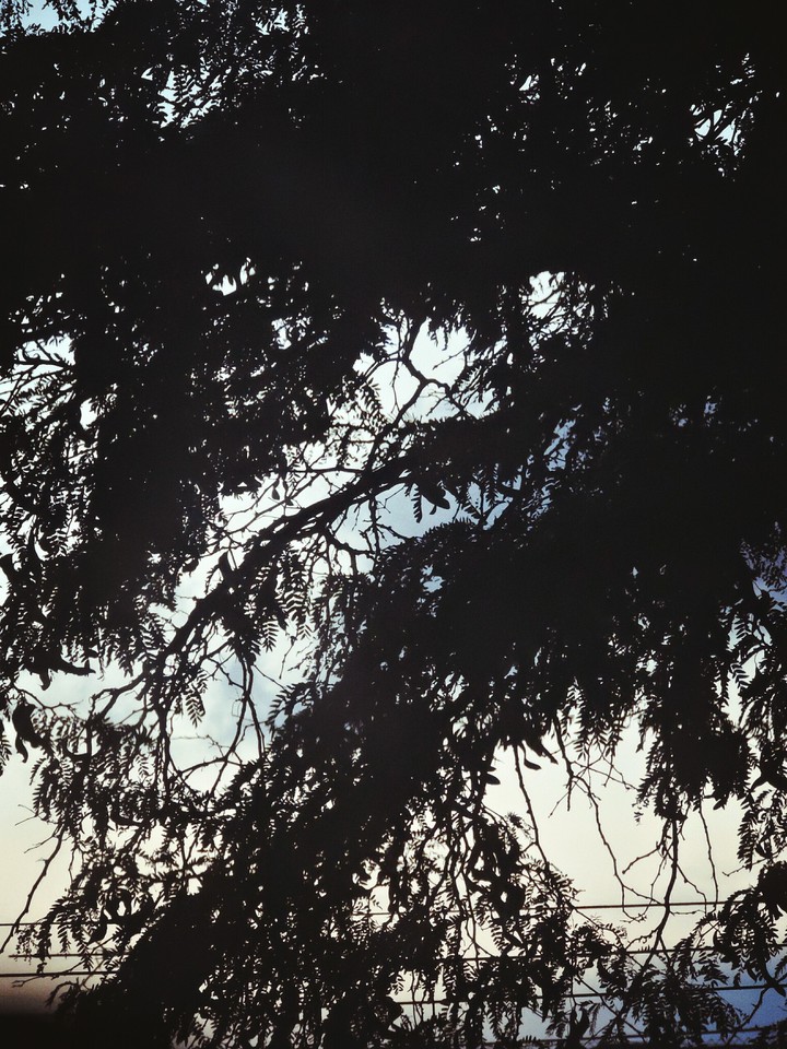 Tree Branches