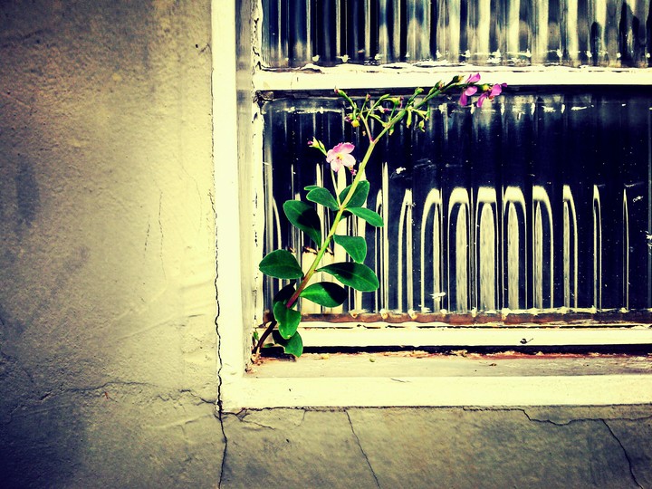 flower