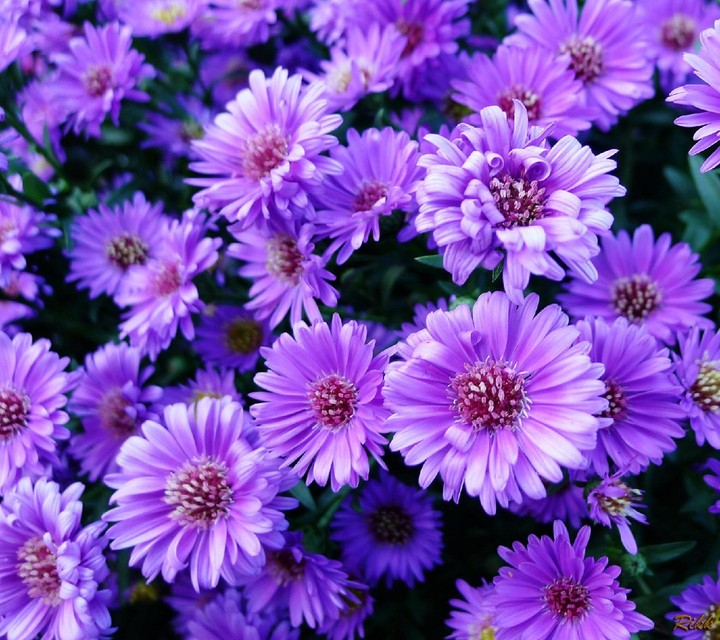 Pretty Purple Flowers