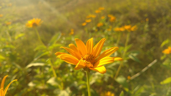 Flowers