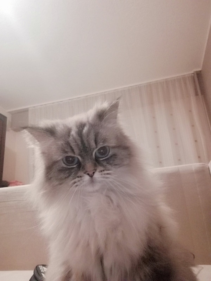 :) my cat