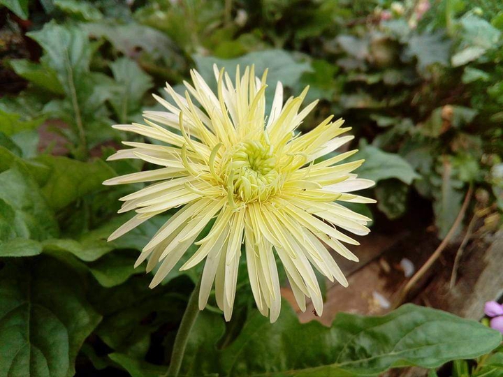bunga raja