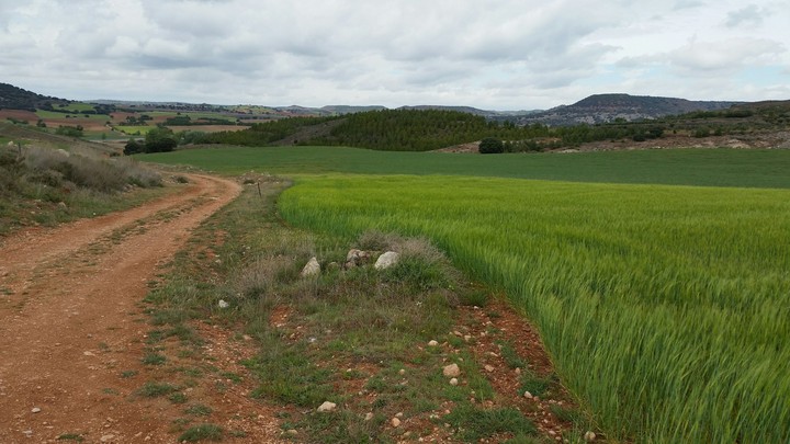 Caminos y espigas