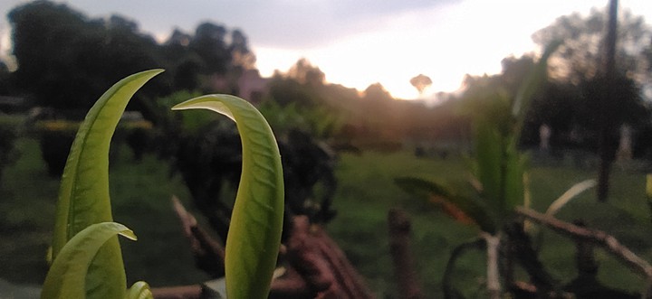 Nature In Macro shot