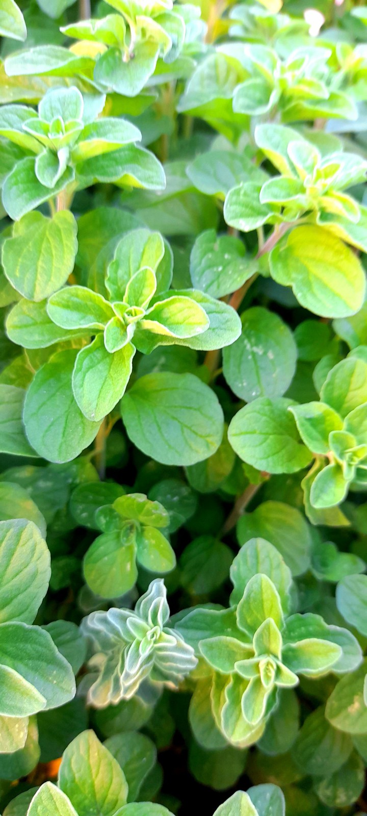 oregano leafs