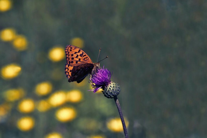 lovely