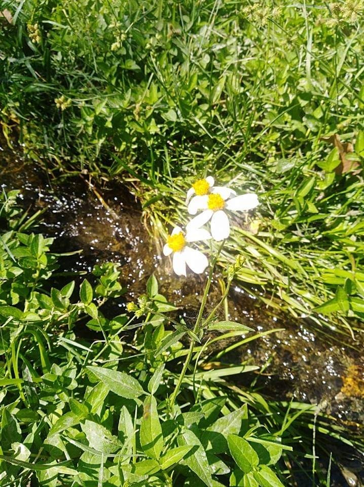 flor