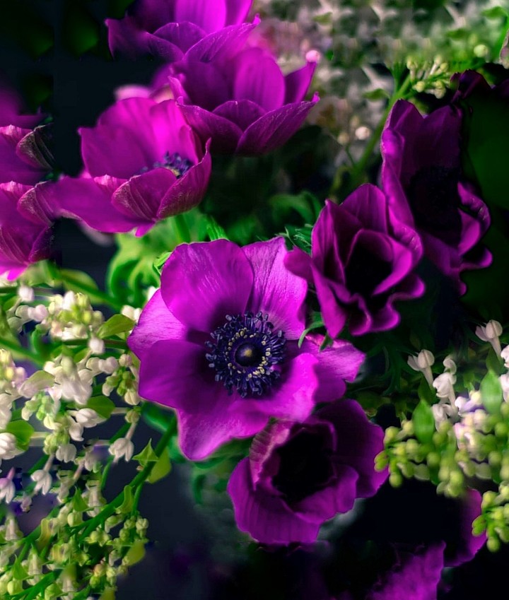 magenta