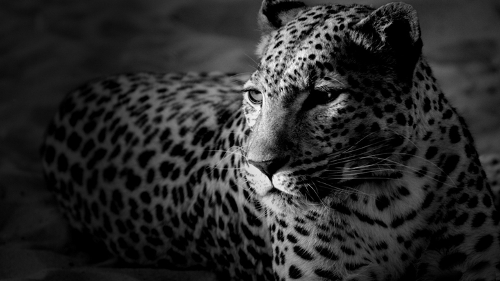 leopard