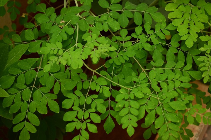 Leaf