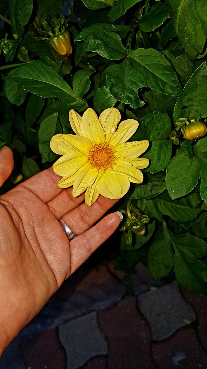 fleurs
