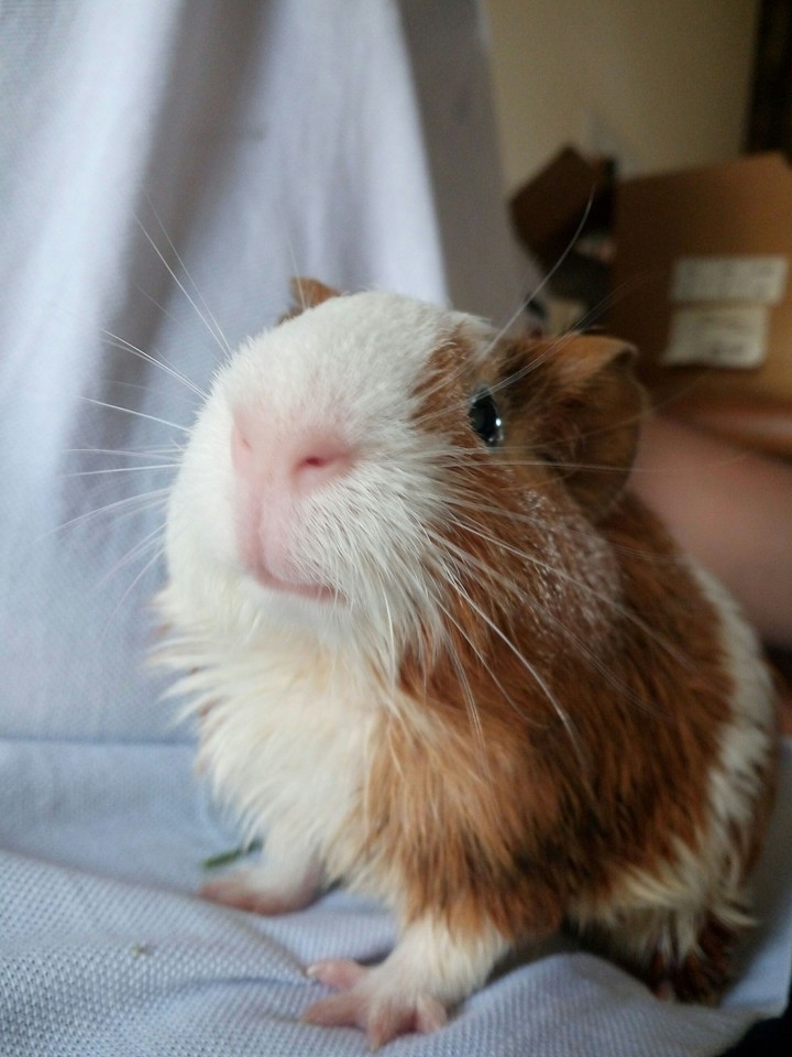 Guinea pig