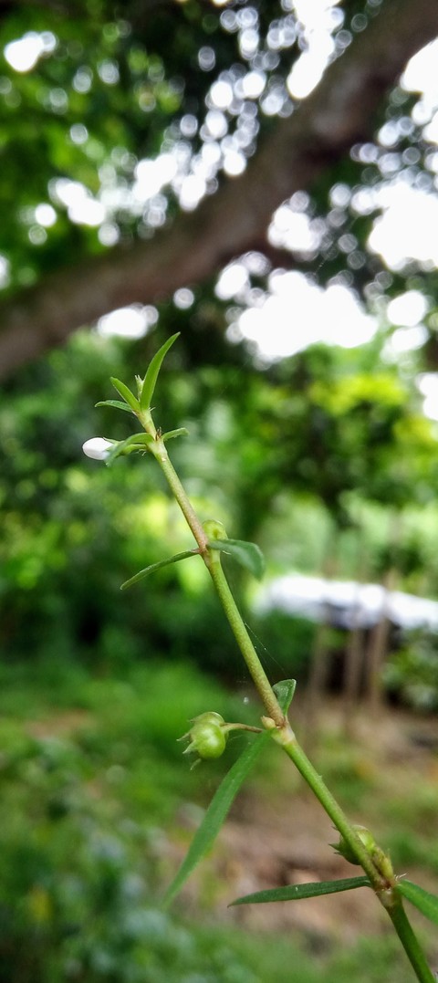 grass plant