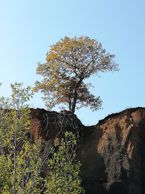 tree
