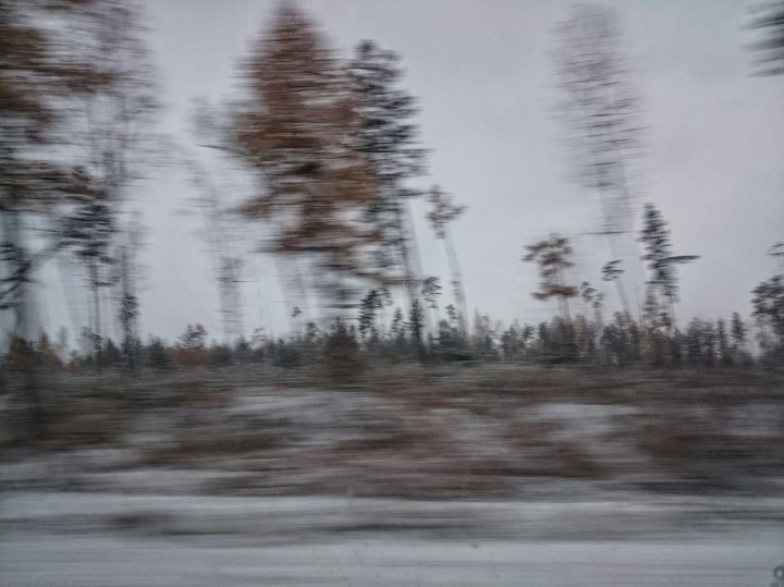 tree
