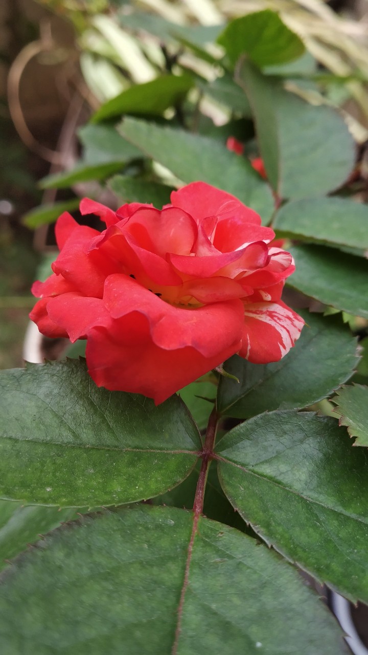 red rose