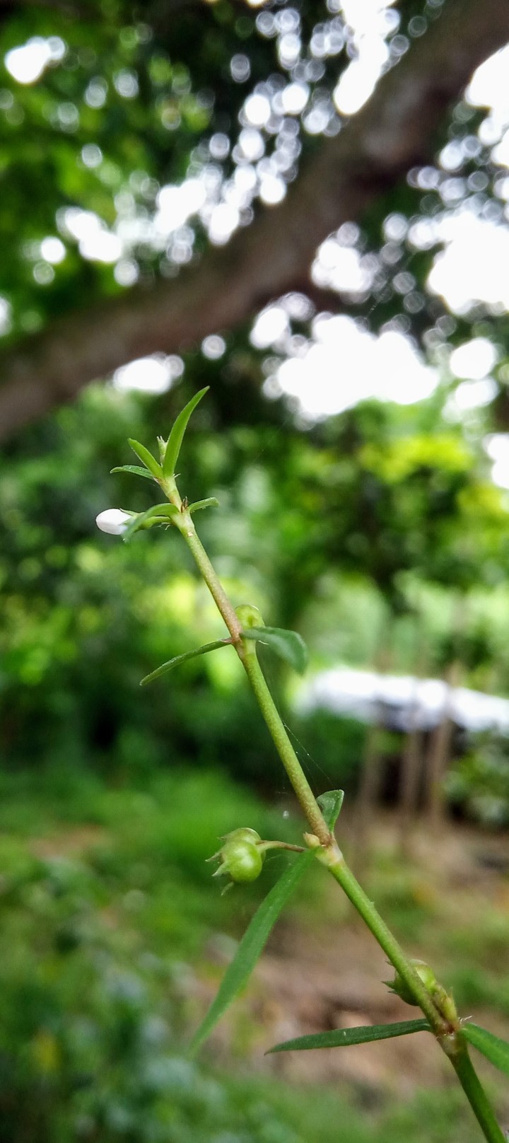 grass plant