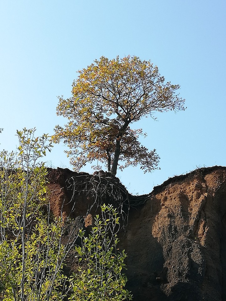 tree