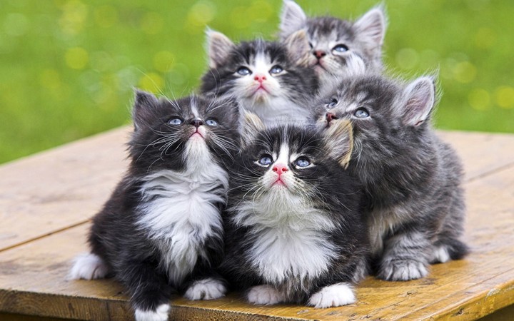 котята