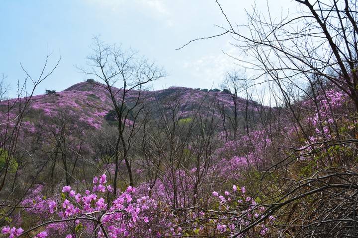 고려산의봄이미지