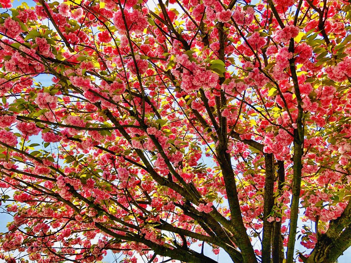 Blooming tree