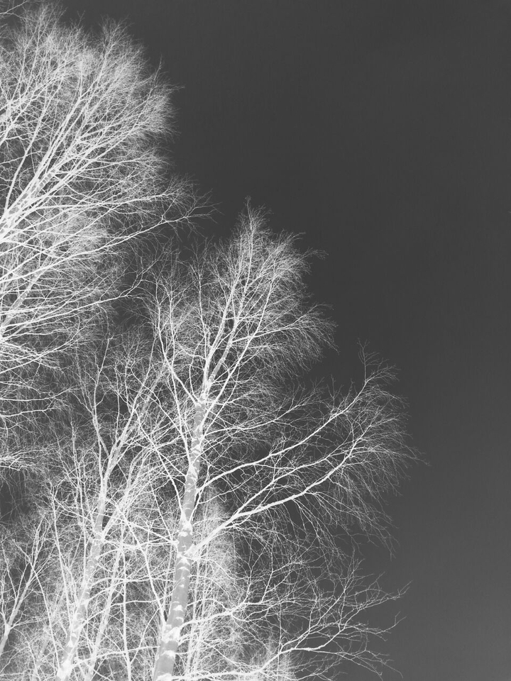 Woods