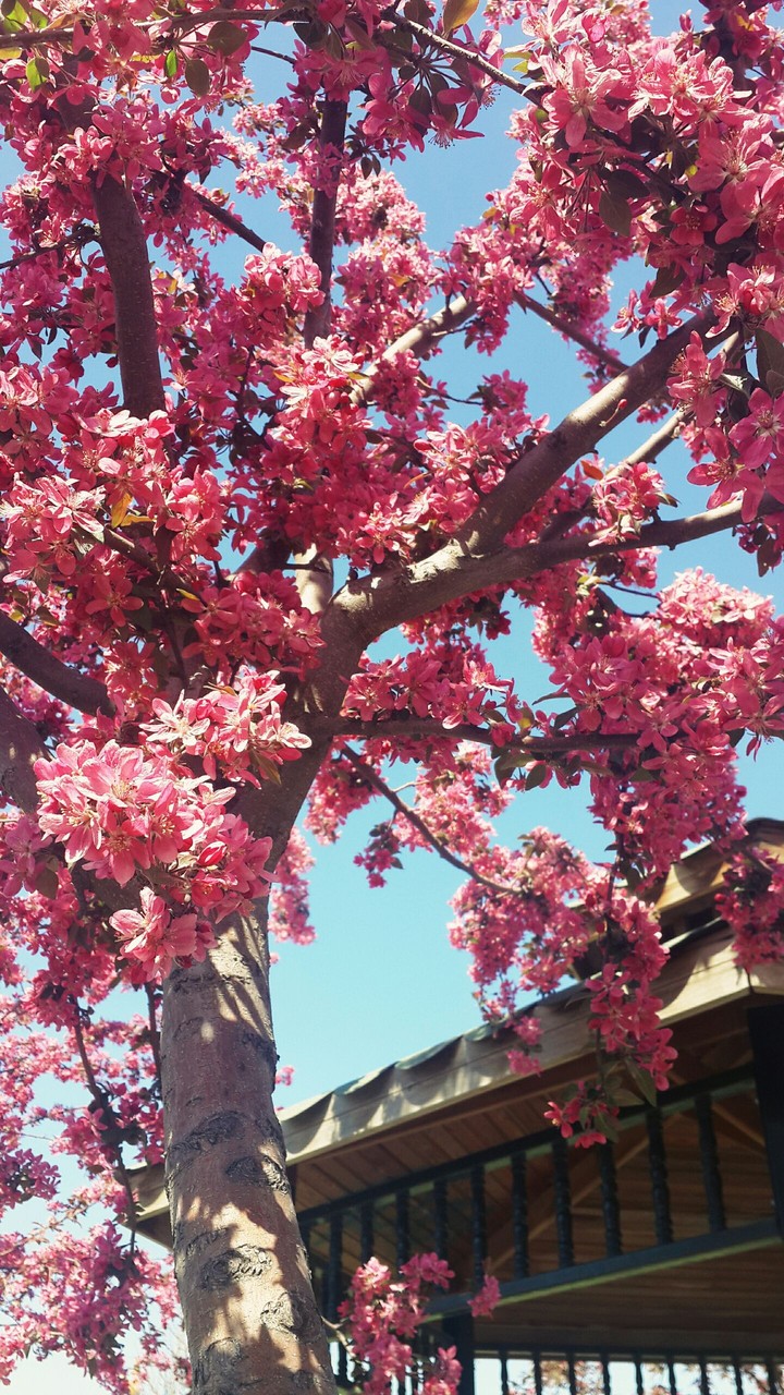 Spring