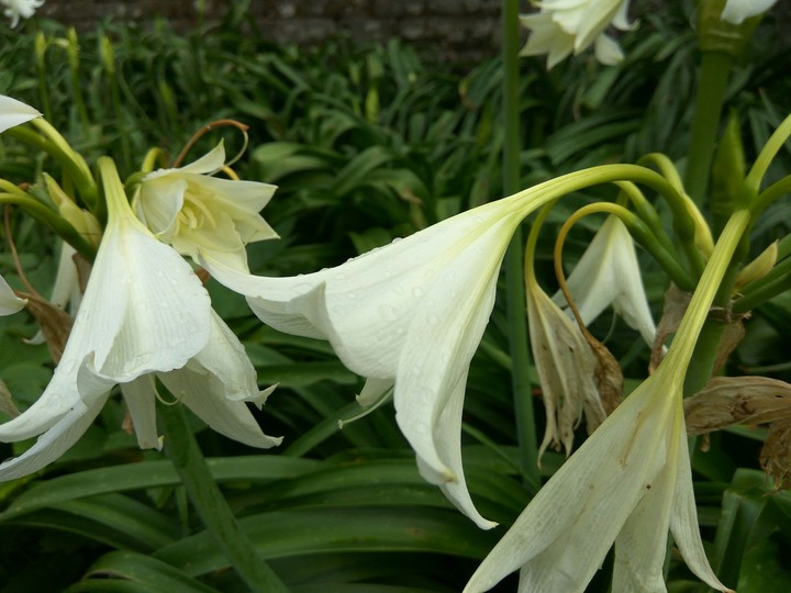 Lily