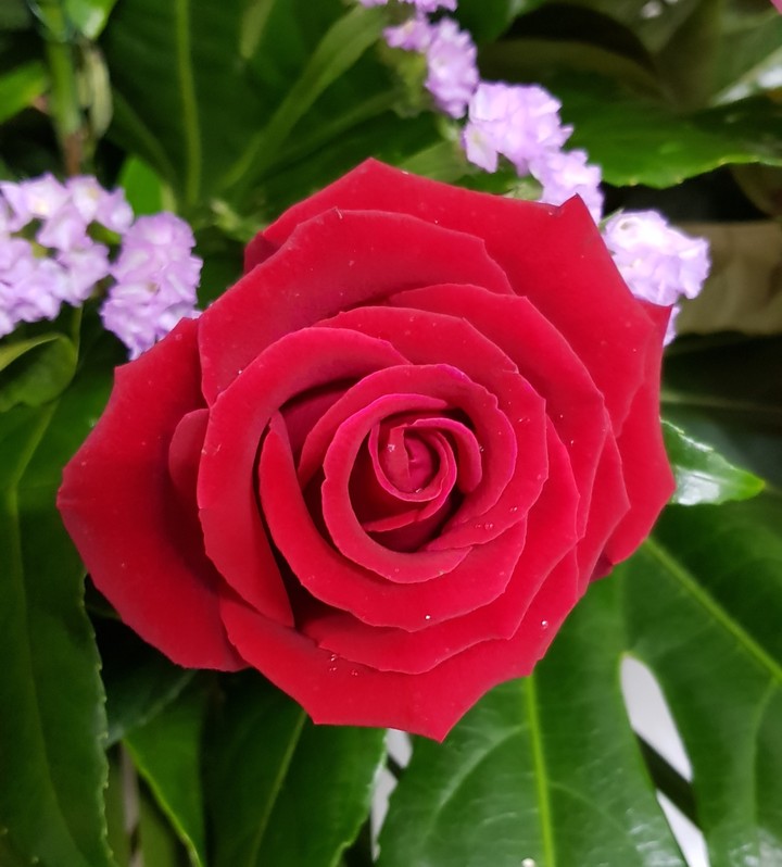 rosa rossa