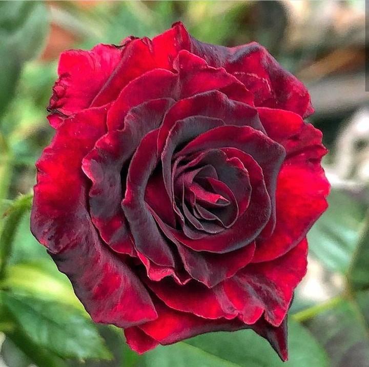 For true friend Gabriel