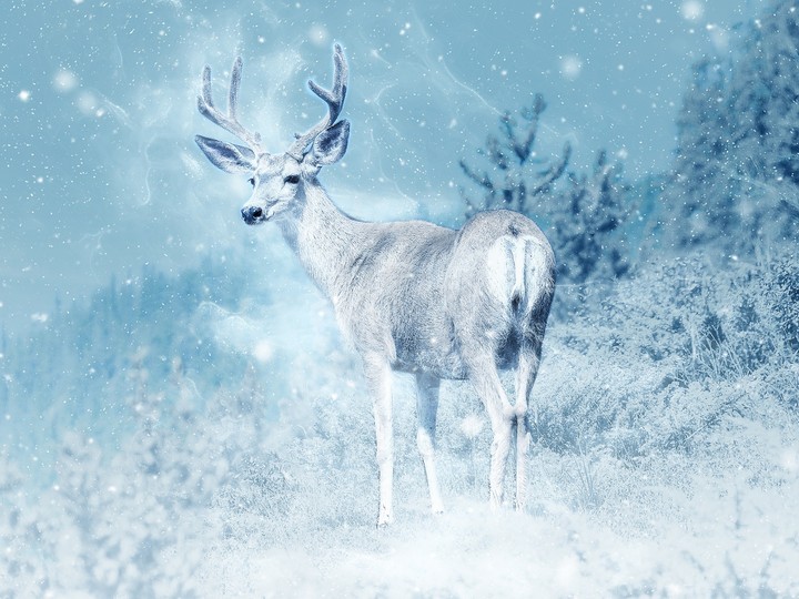 Winter deer