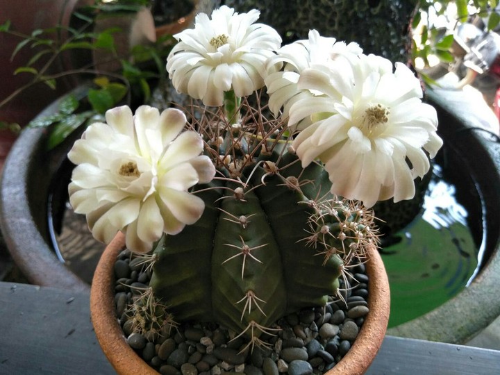 cactus