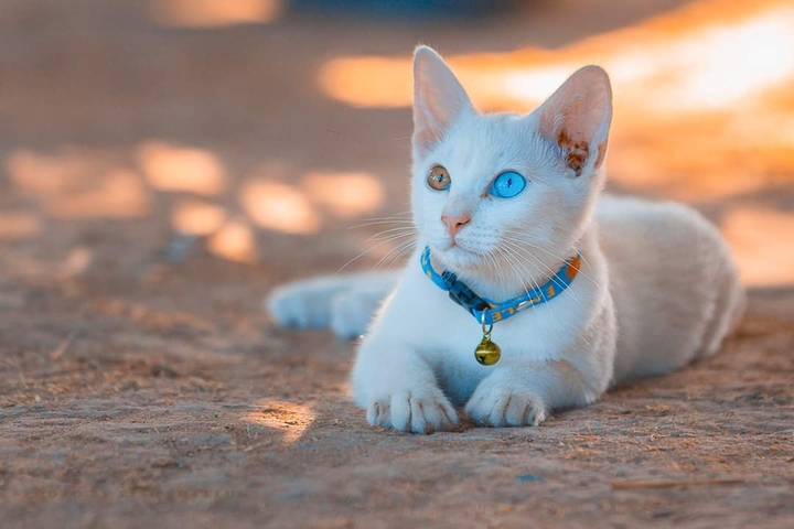 ❤️❤️❤️cat